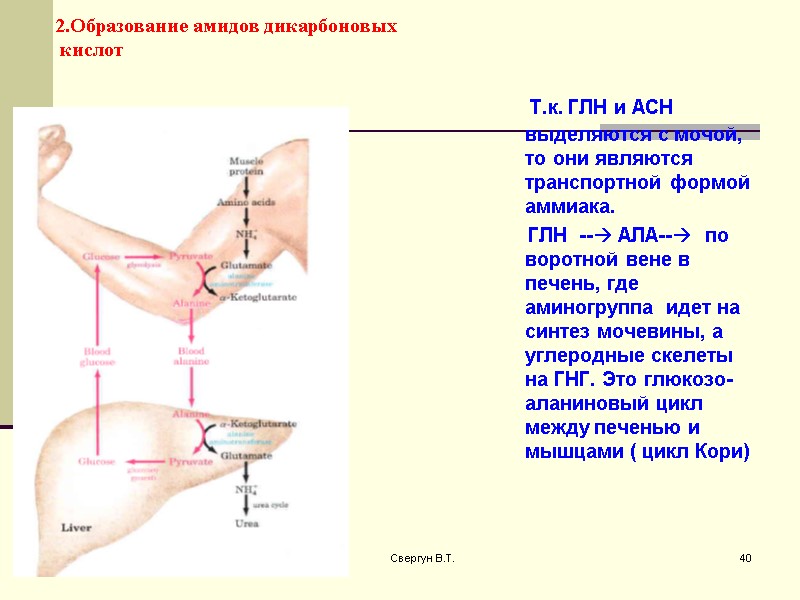 2.Образование амидов дикарбоновых  кислот     Т.к. ГЛН и АСН выделяются